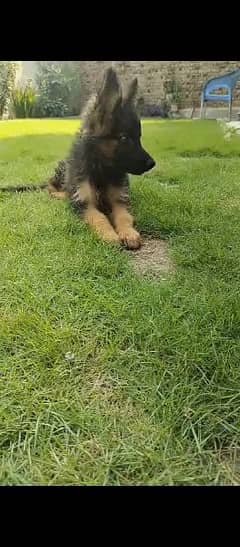 German shepherd dog for sale 0321/720/1763 0