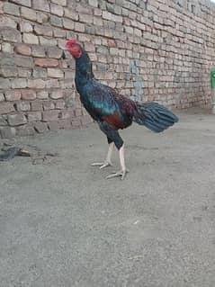 Mianwali Aseel/Aseel For Sale/Murgha or Murghi/Hen For Sale