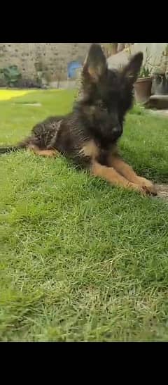 German shepherd dog for sale 0321/720/1763