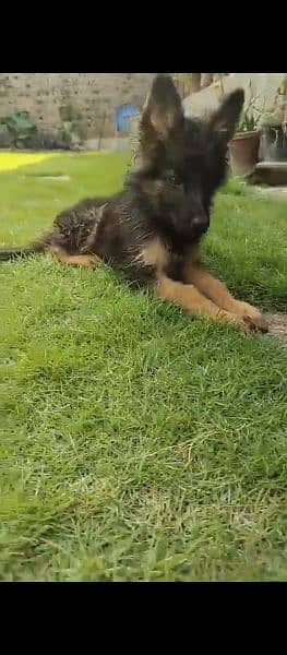 German shepherd dog for sale 0321/720/1763 0