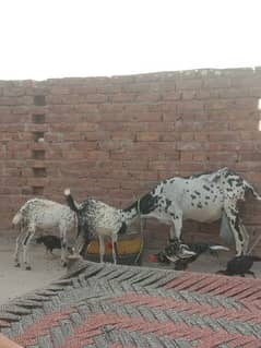 desi Bakri aur 2 baby 1kilo doodh b Hai