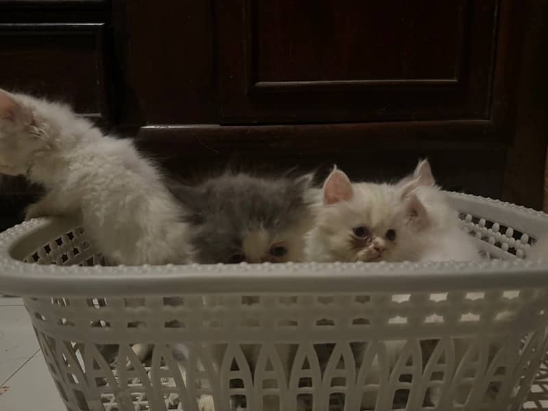 Persian Kittens for Sale 1