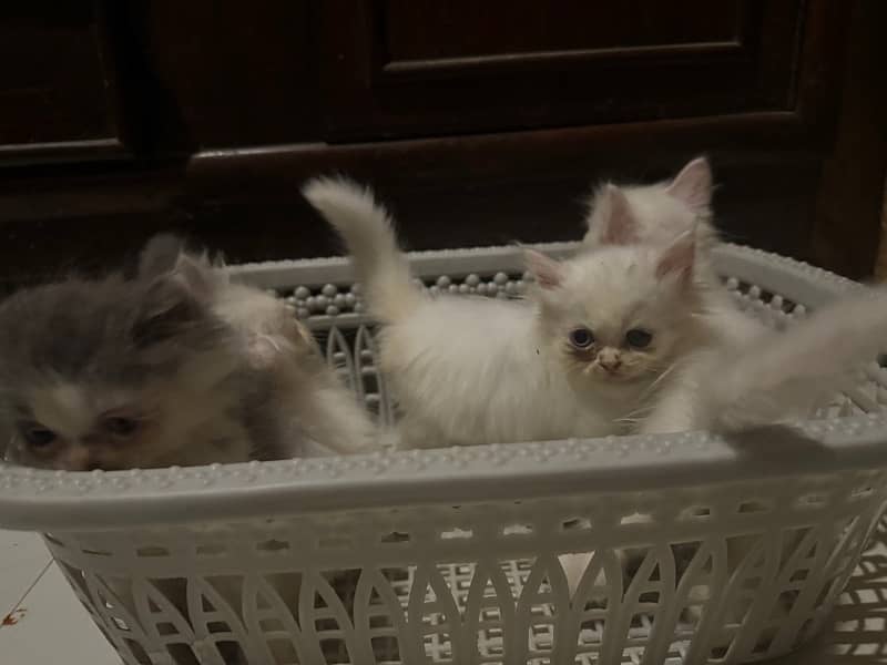 Persian Kittens for Sale 2