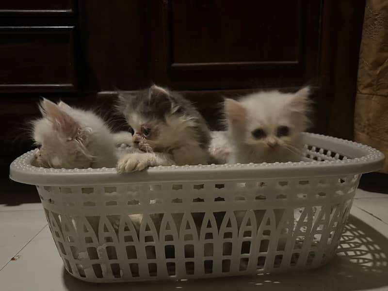 Persian Kittens for Sale 3