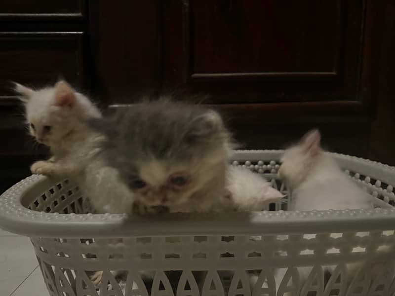 Persian Kittens for Sale 4