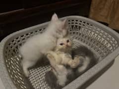 Persian Kittens for Sale