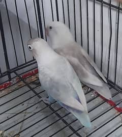 love birds pair Ready to breed 0