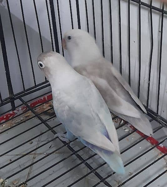 love birds pair Ready to breed 0