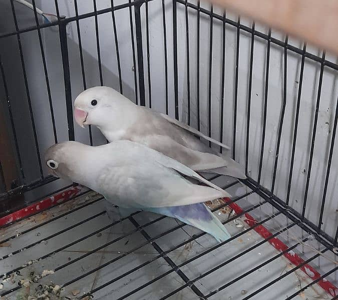 love birds pair Ready to breed 1