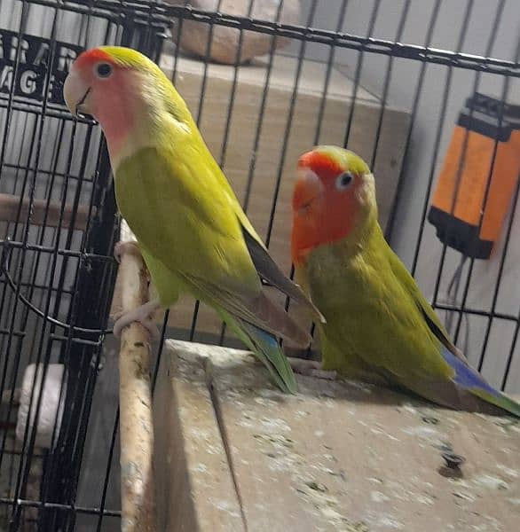 love birds pair Ready to breed 2