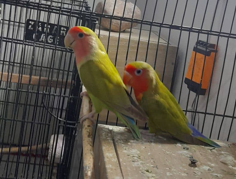 love birds pair Ready to breed 3