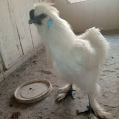 Silkie Breeder Male