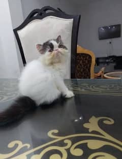 cat for sale vaccine clear sehatmand my WhatsApp 0313=49=25=408