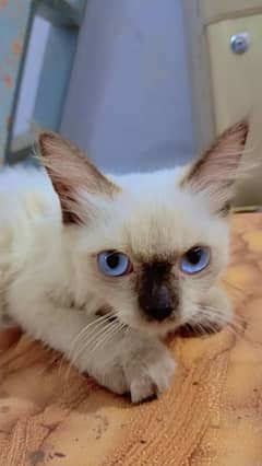 Himalayan kittens/cute kittens/Himalayan Cat/Kittens for Sale/