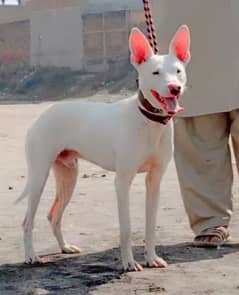 kohati gultair male age 8 month for sale 0