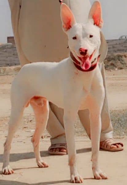 kohati gultair male age 8 month for sale 1