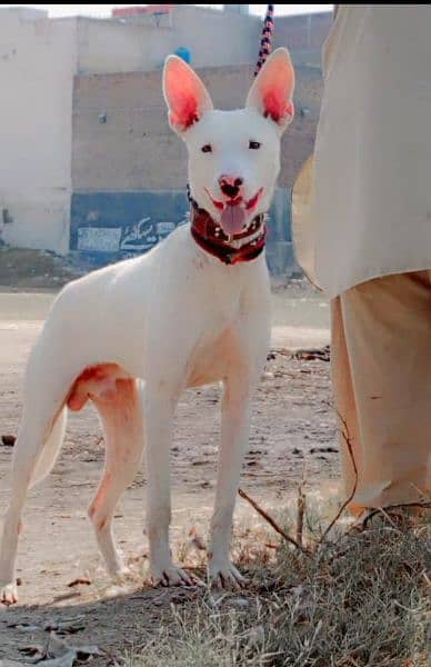 kohati gultair male age 8 month for sale 2