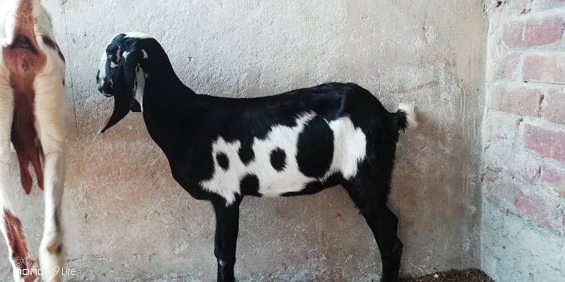 bakri 4