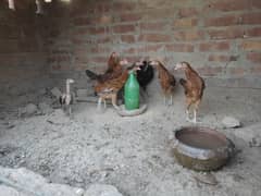 Golden misri Desi murga Murgi Desi Chicken Golden misri for sale