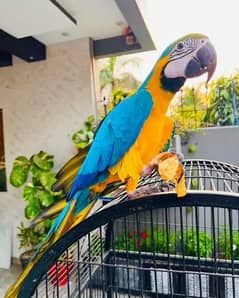 blue macaw parrot chips for sale 0336*51*30*711