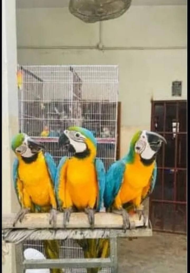 blue macaw parrot chips for sale 0336*51*30*711 1