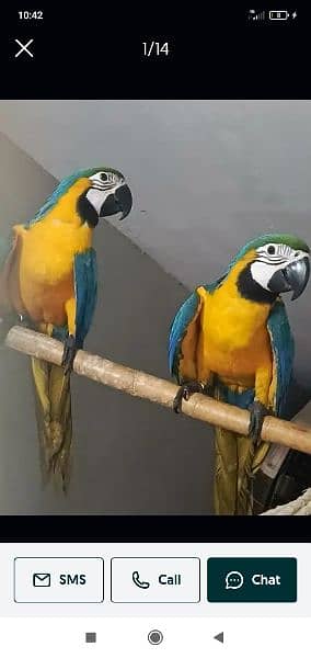 blue macaw parrot chips for sale 0336*51*30*711 2