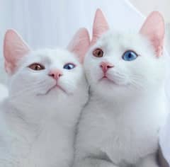 White persian cats blue eyes