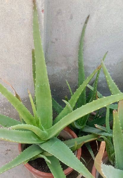 Aloe Vera is a guide for health 1