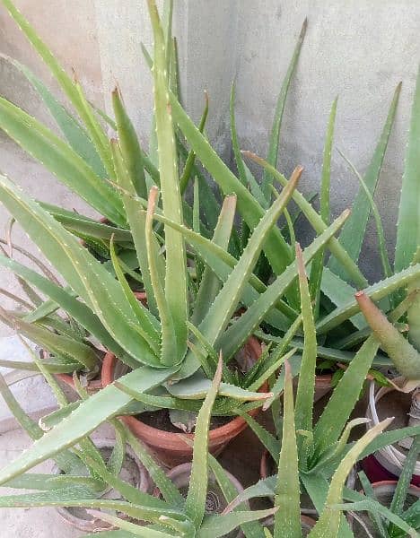 Aloe Vera is a guide for health 2