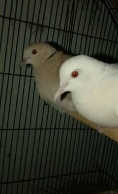 dove khumray for sale