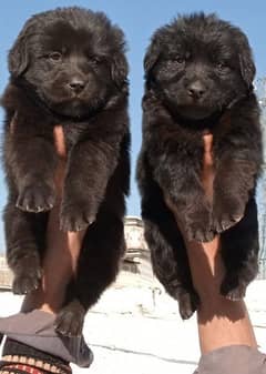 black German shepherd long coat pair 0