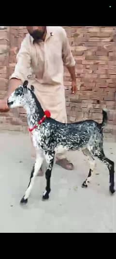 makkhi