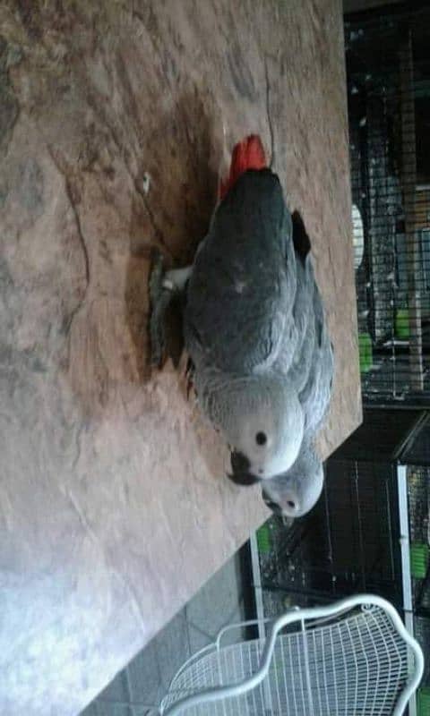 African gry parrots chick for sale 03218769078 1