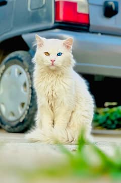 Persian Cat Pair Odd Eyes