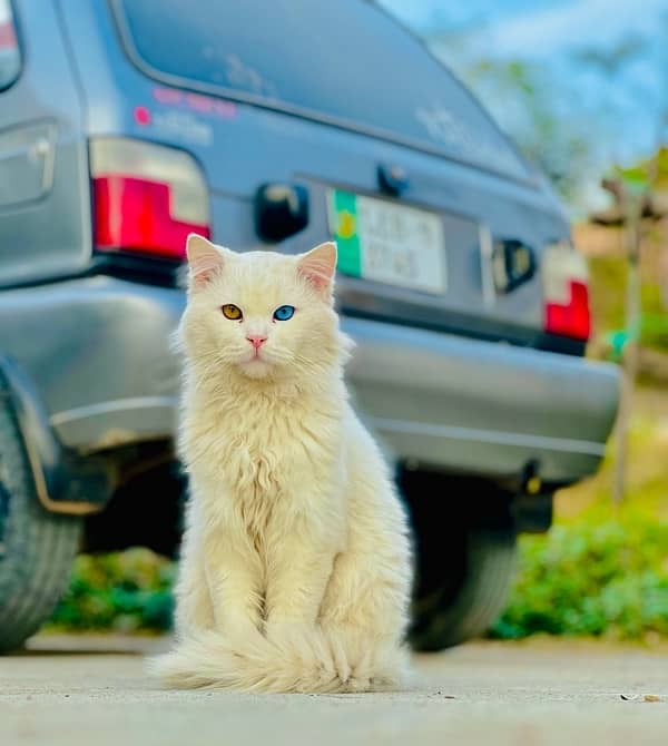 Persian Cat Pair Odd Eyes 1