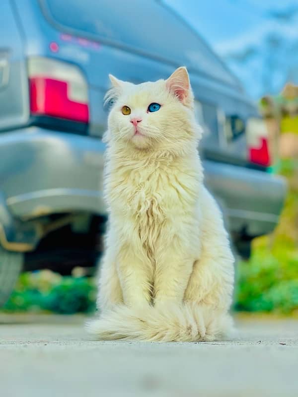 Persian Cat Pair Odd Eyes 2