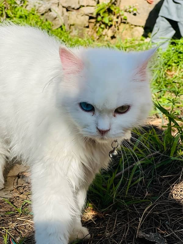 Persian Cat Pair Odd Eyes 4