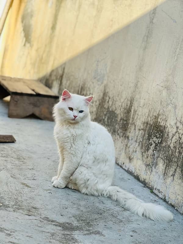 Persian Cat Pair Odd Eyes 7