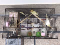 (6 parrots+ 3*2 cage+ breeding box) **Cockatiel For Sale In Lahore**