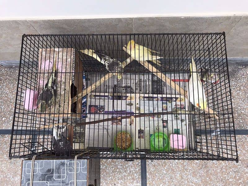 (7 parrots+ 3*2 cage+ breeding box) **Cockatiel For Sale In Lahore** 0