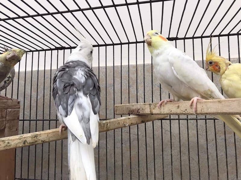 (7 parrots+ 3*2 cage+ breeding box) **Cockatiel For Sale In Lahore** 1