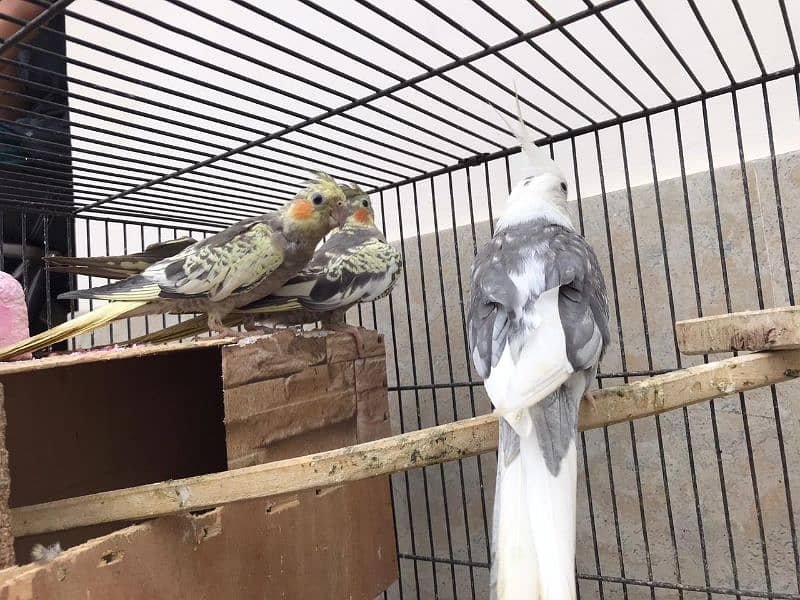 (7 parrots+ 3*2 cage+ breeding box) **Cockatiel For Sale In Lahore** 2