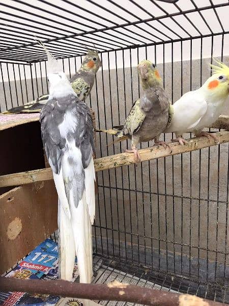 (7 parrots+ 3*2 cage+ breeding box) **Cockatiel For Sale In Lahore** 3