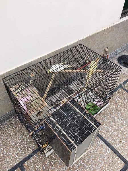 (7 parrots+ 3*2 cage+ breeding box) **Cockatiel For Sale In Lahore** 4