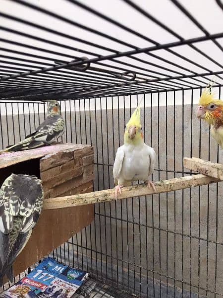 (7 parrots+ 3*2 cage+ breeding box) **Cockatiel For Sale In Lahore** 6