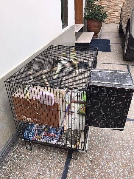 (7 parrots+ 3*2 cage+ breeding box) **Cockatiel For Sale In Lahore** 7