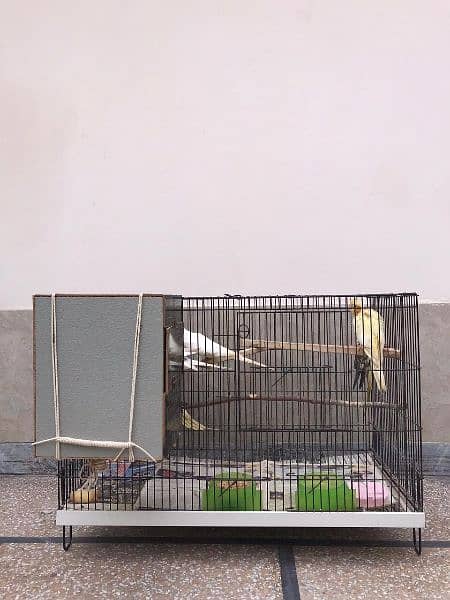 (7 parrots+ 3*2 cage+ breeding box) **Cockatiel For Sale In Lahore** 8