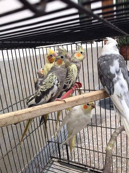 (7 parrots+ 3*2 cage+ breeding box) **Cockatiel For Sale In Lahore** 10