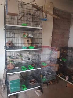 All Setup For sale Love birds and all cages Best price