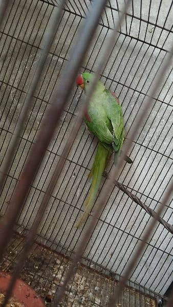 kashmiri raw parrot 0